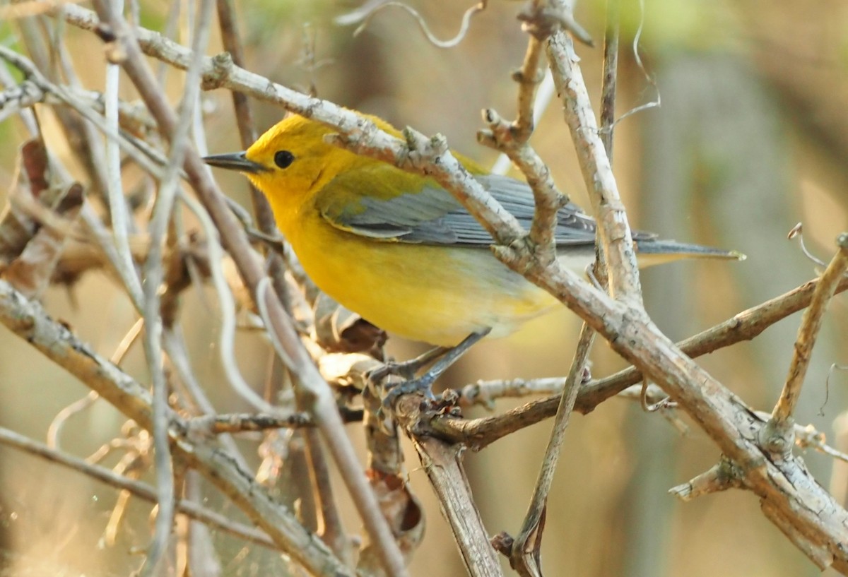Prothonotary Warbler - ML619145330