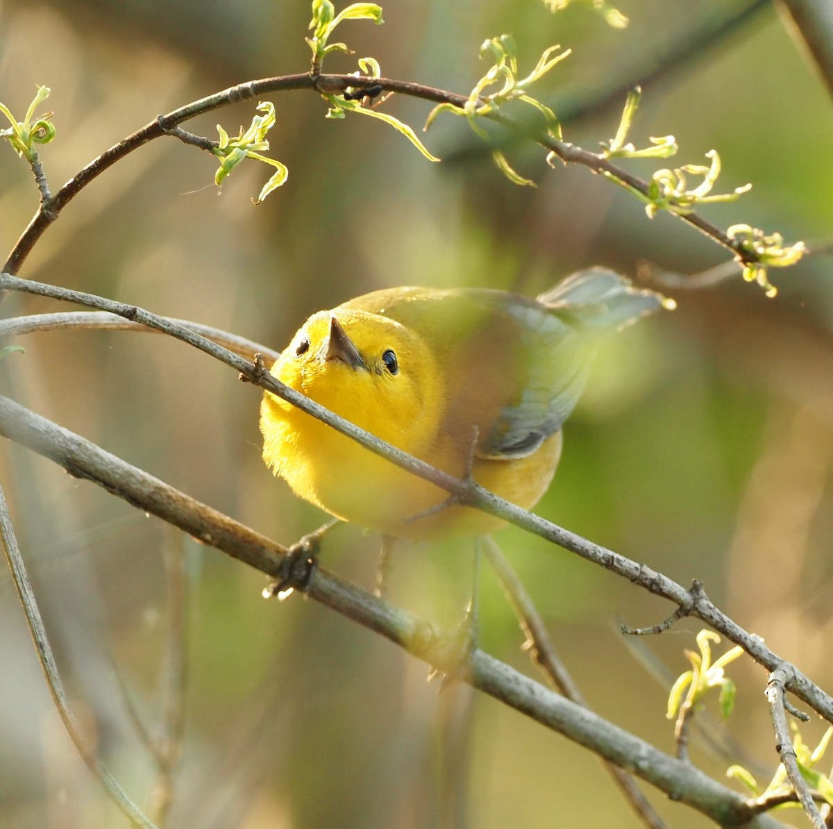 Prothonotary Warbler - ML619145332