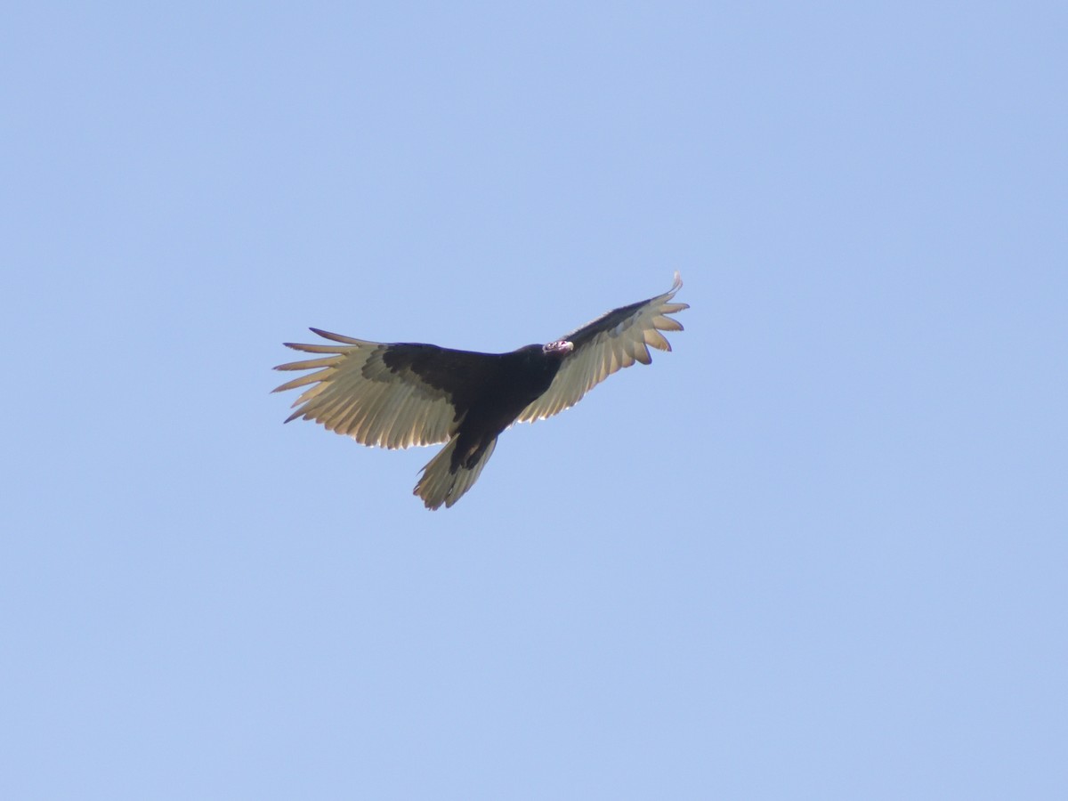 Turkey Vulture - ML619145367