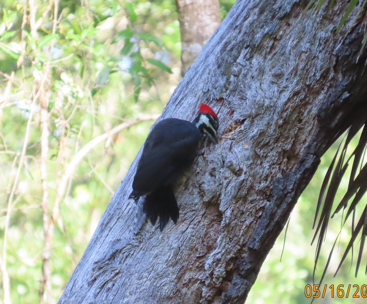 Pileated Woodpecker - ML619145445