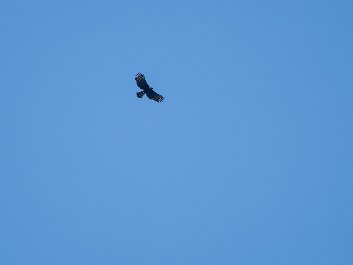Чёрный хохлатый орёл - ML619145476