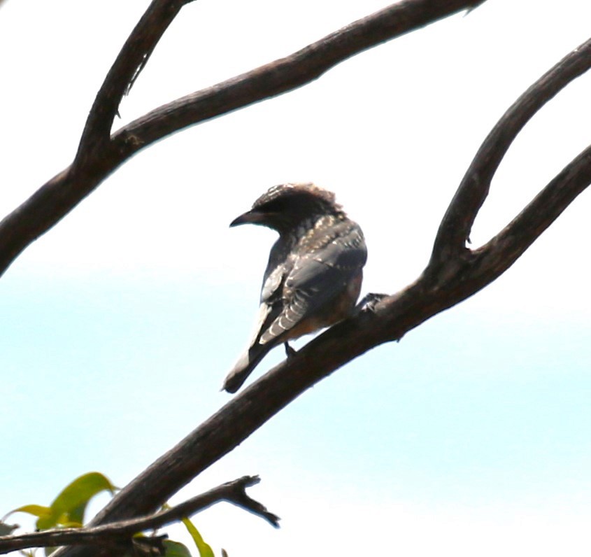 White-browed Woodswallow - ML619145481