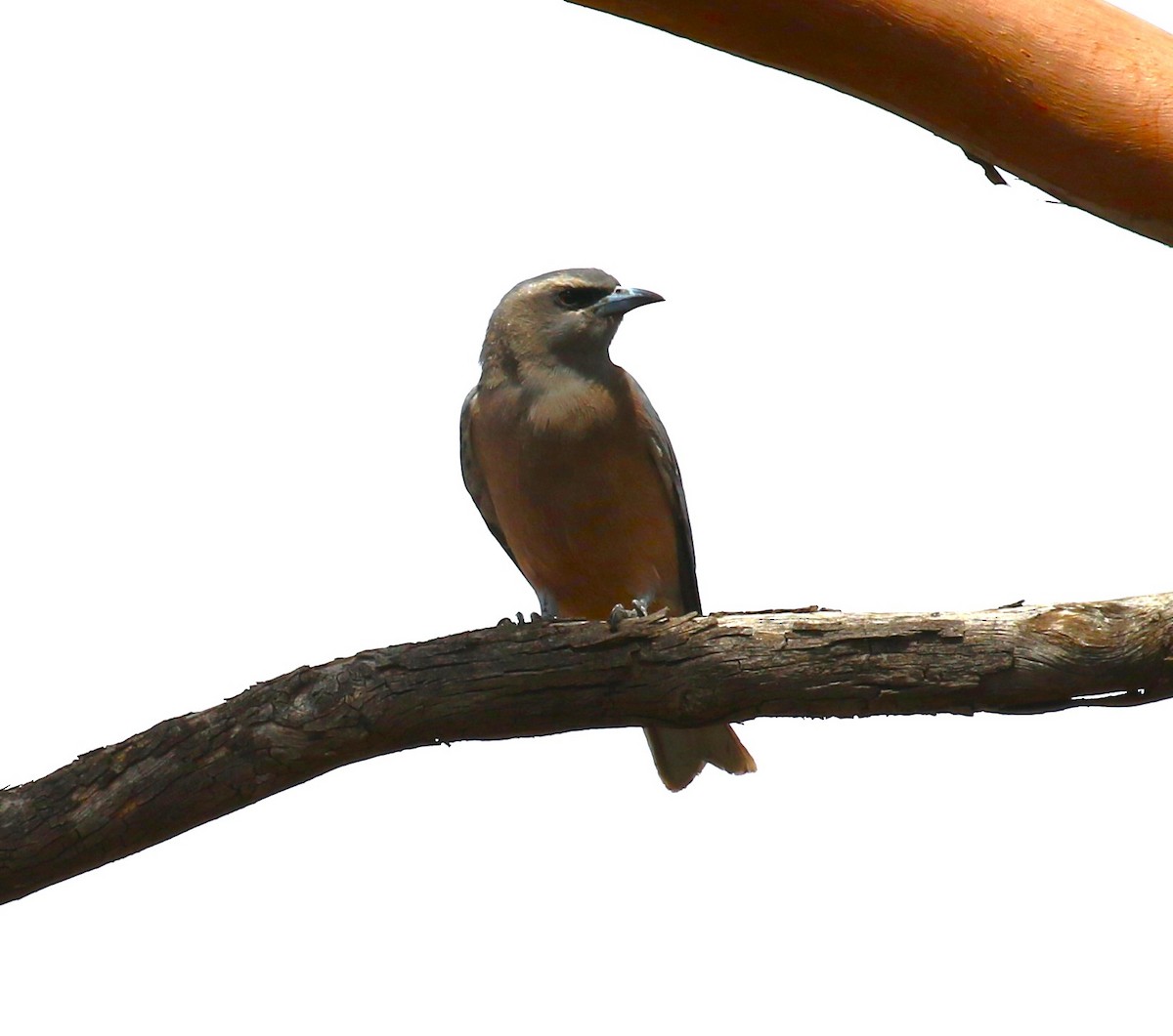 White-browed Woodswallow - ML619145485