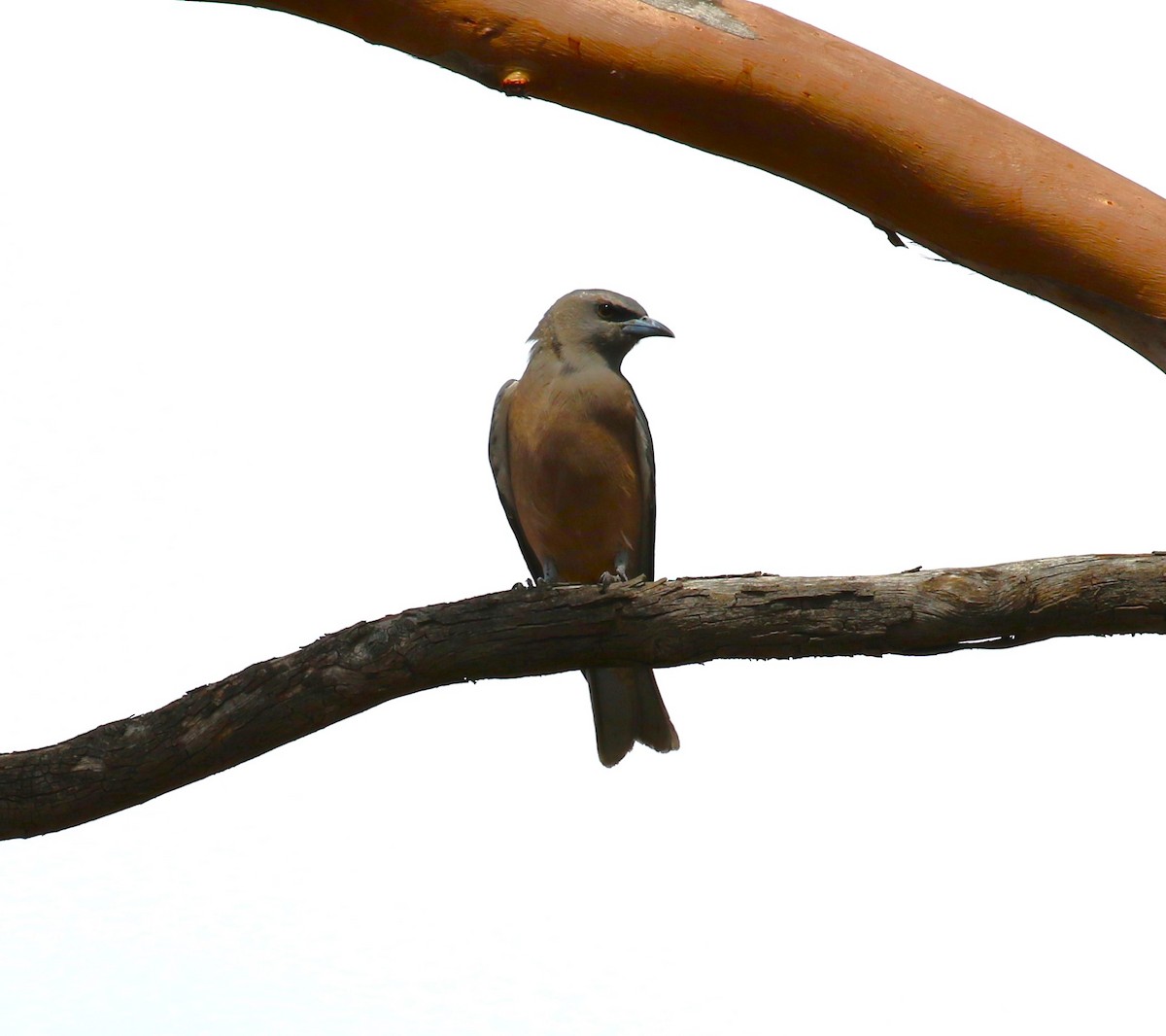 White-browed Woodswallow - ML619145486