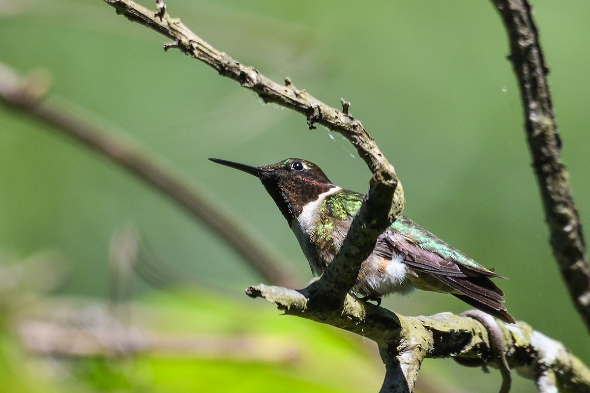 Ruby-throated Hummingbird - ML619145492