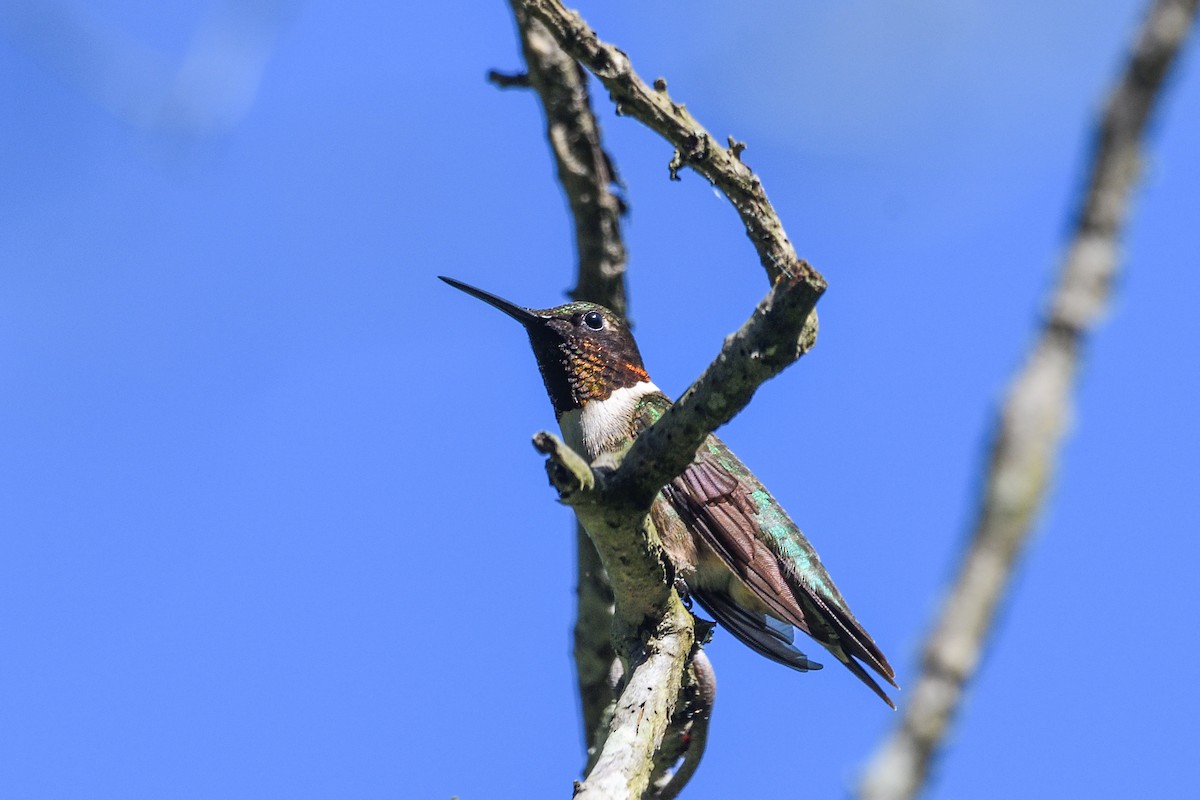 Ruby-throated Hummingbird - ML619145493