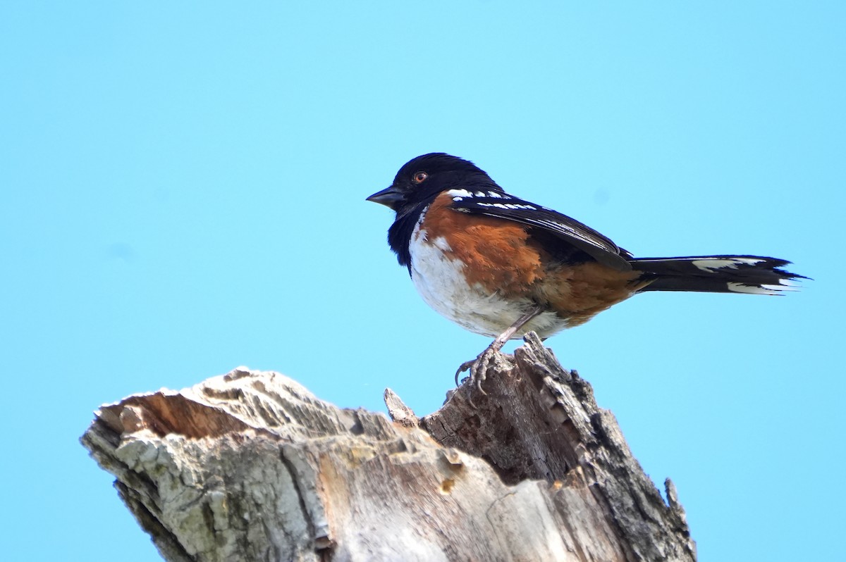 Spotted Towhee - ML619145494