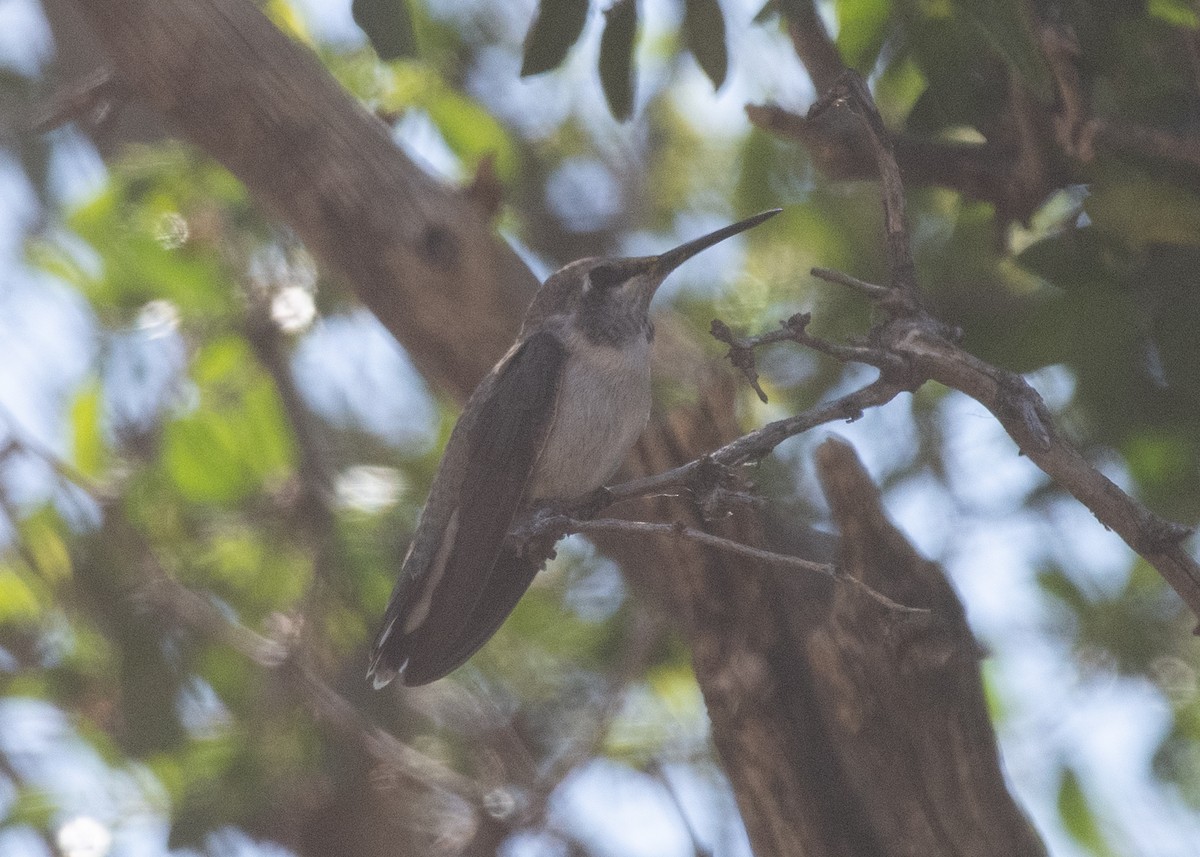 Black-chinned Hummingbird - ML619145496