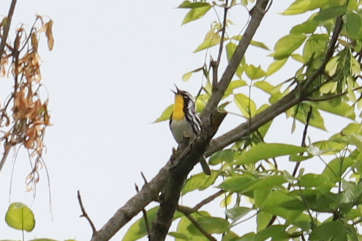 Yellow-throated Warbler - ML619145500