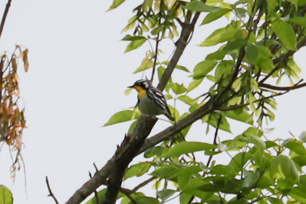 Yellow-throated Warbler - ML619145501