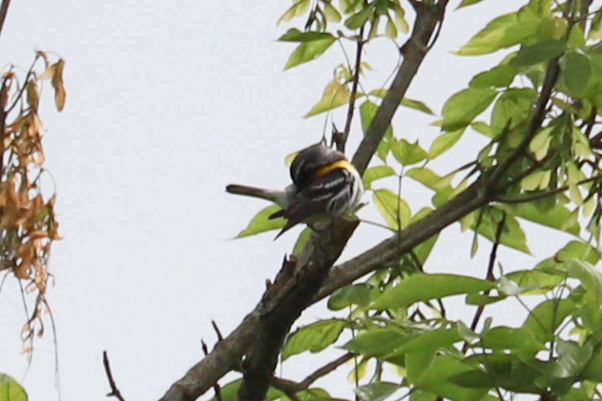 Yellow-throated Warbler - ML619145502
