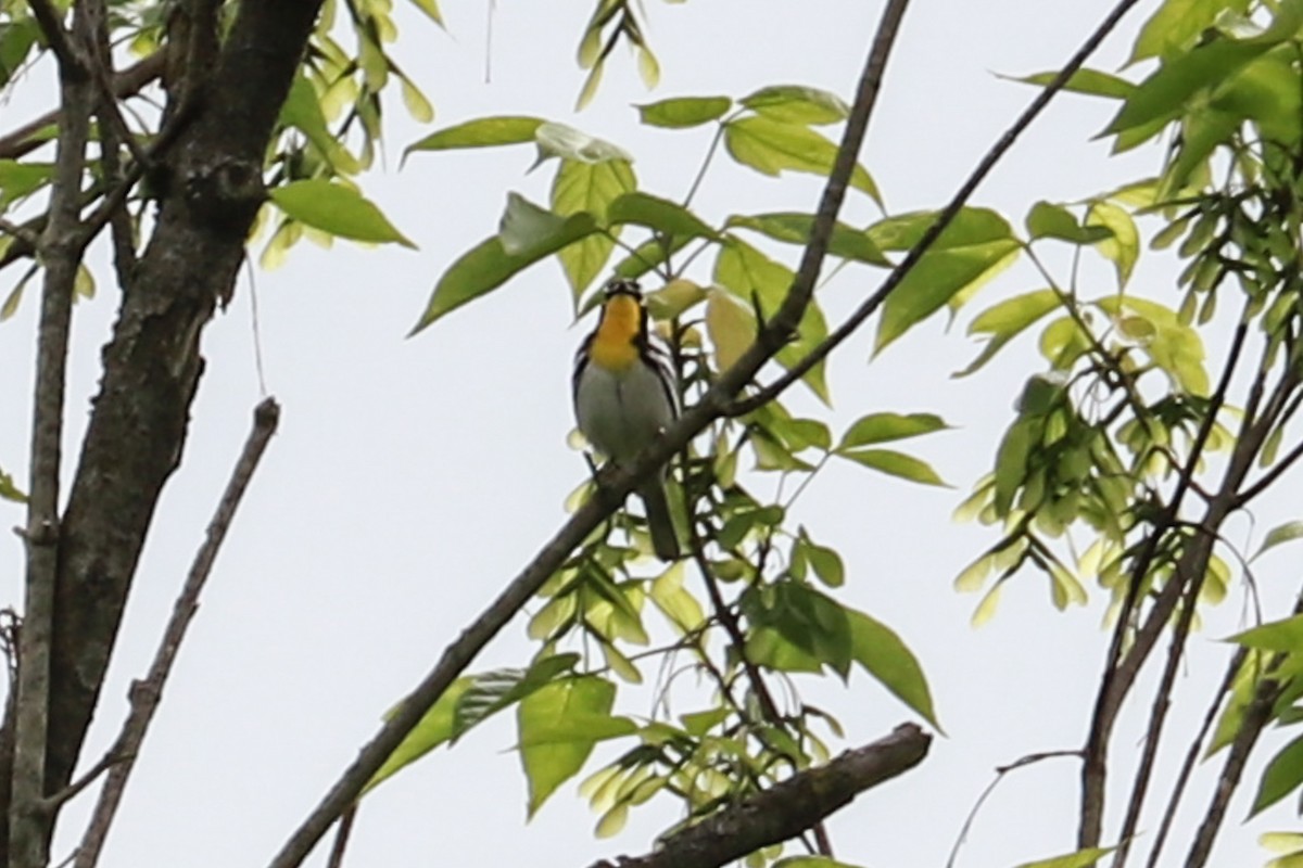 Yellow-throated Warbler - ML619145506