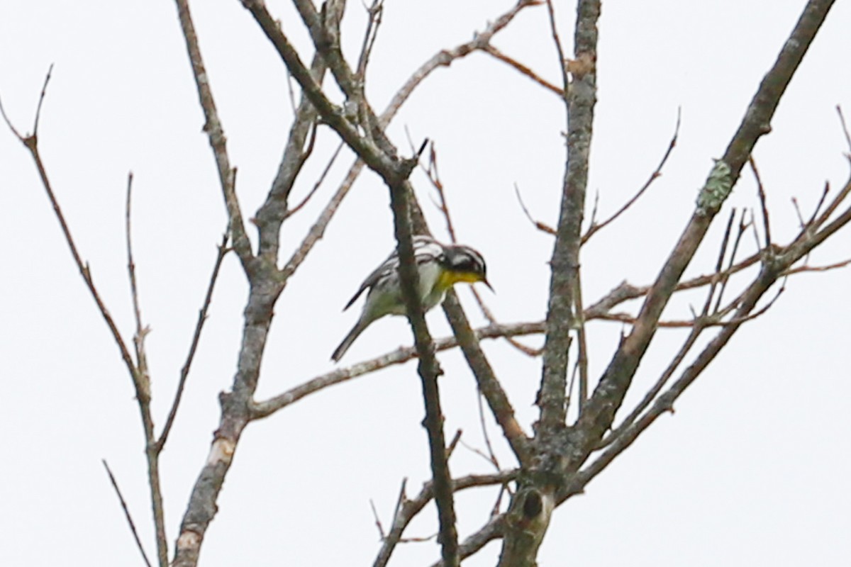 Yellow-throated Warbler - ML619145509