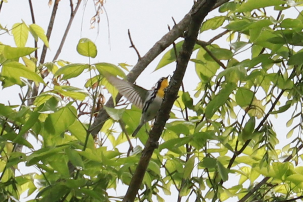 Yellow-throated Warbler - ML619145510