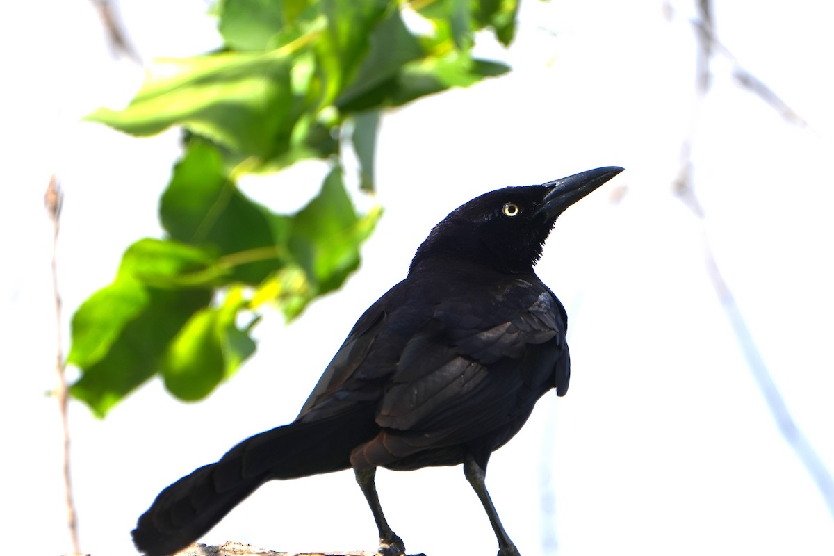 Great-tailed Grackle - ML619145514