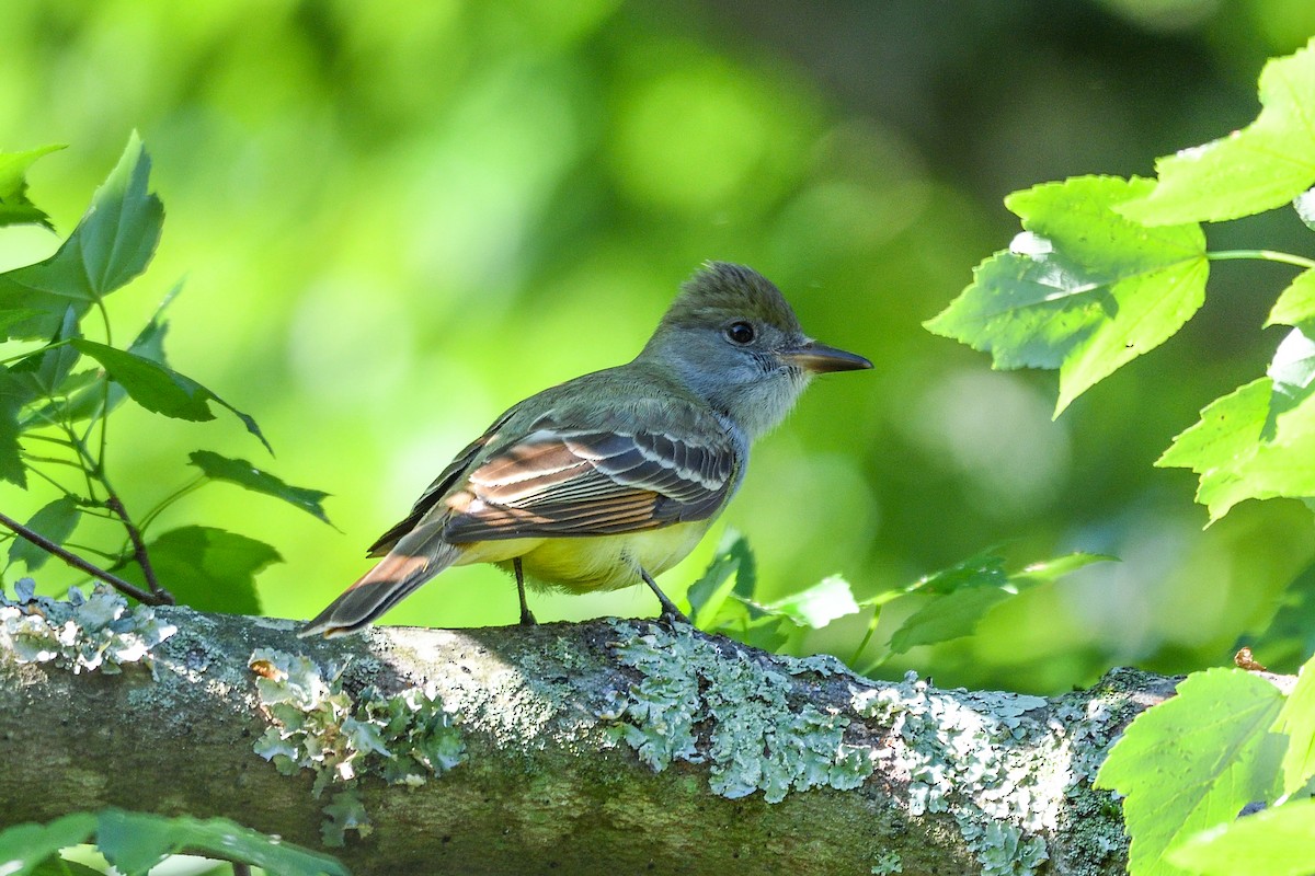 Great Crested Flycatcher - ML619145526