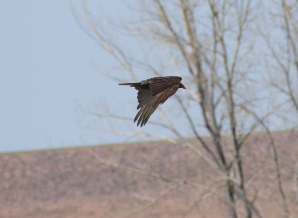 Turkey Vulture - ML619145537