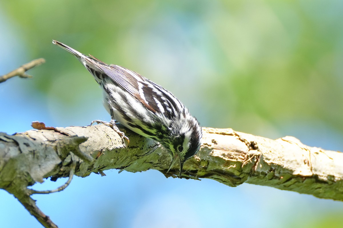 Black-and-white Warbler - ML619145561