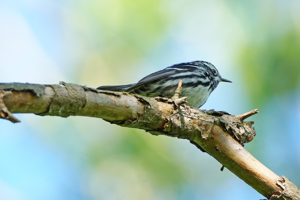 Black-and-white Warbler - ML619145562