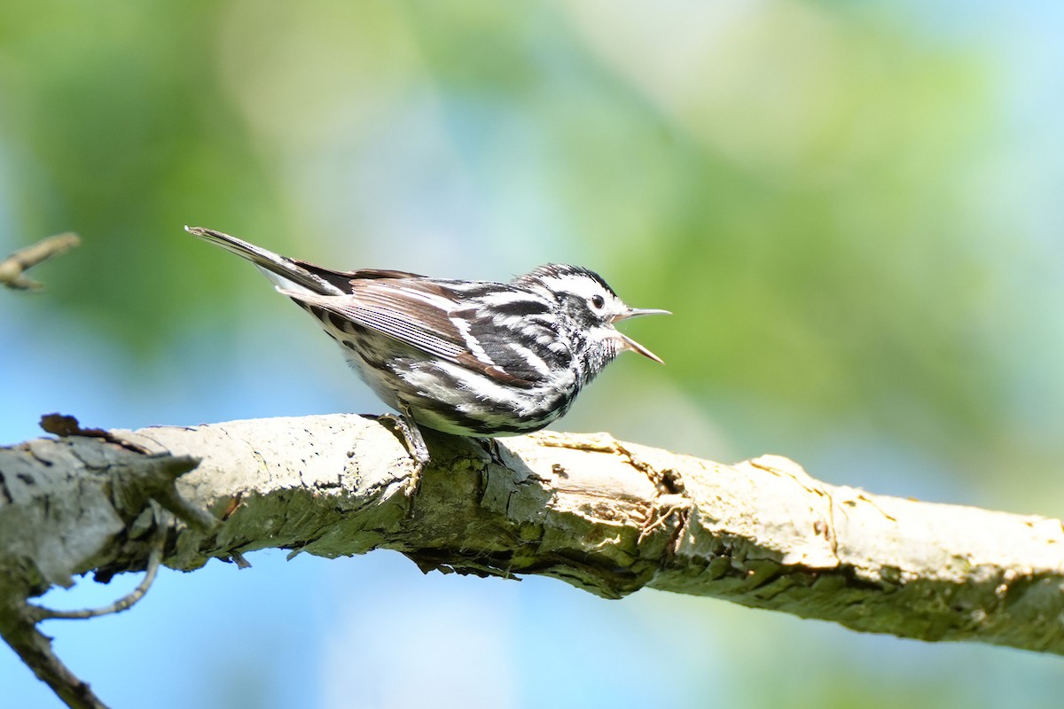 Black-and-white Warbler - ML619145564