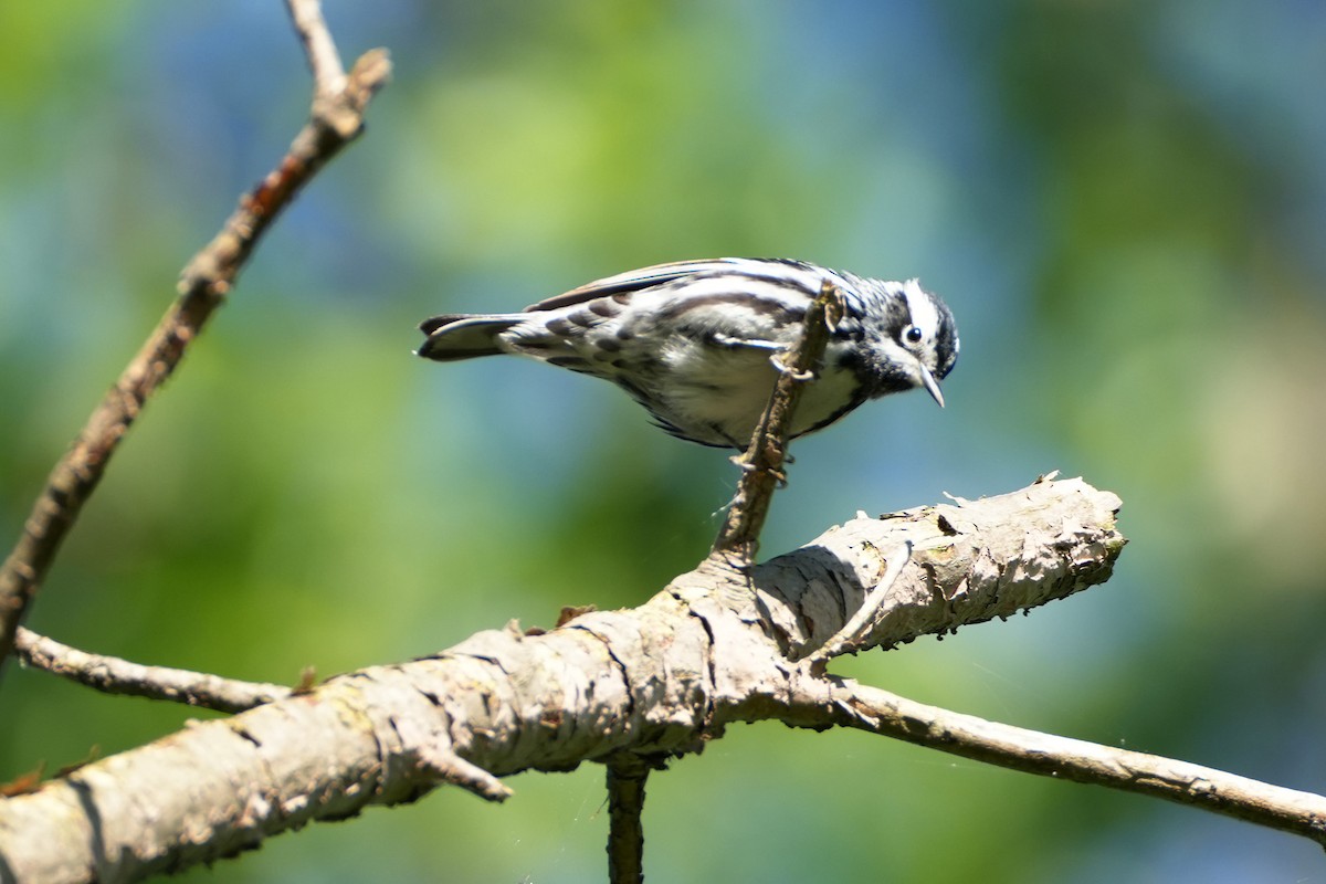 Black-and-white Warbler - ML619145565