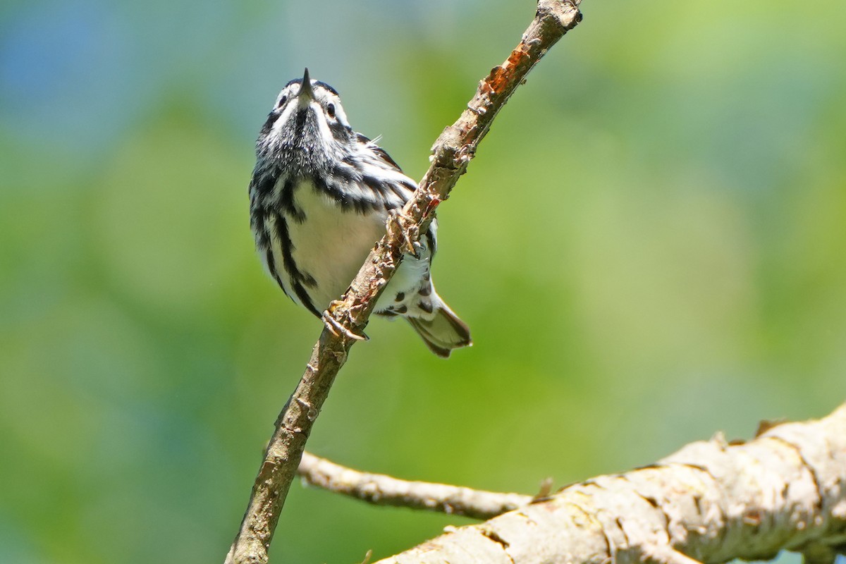 Black-and-white Warbler - ML619145566