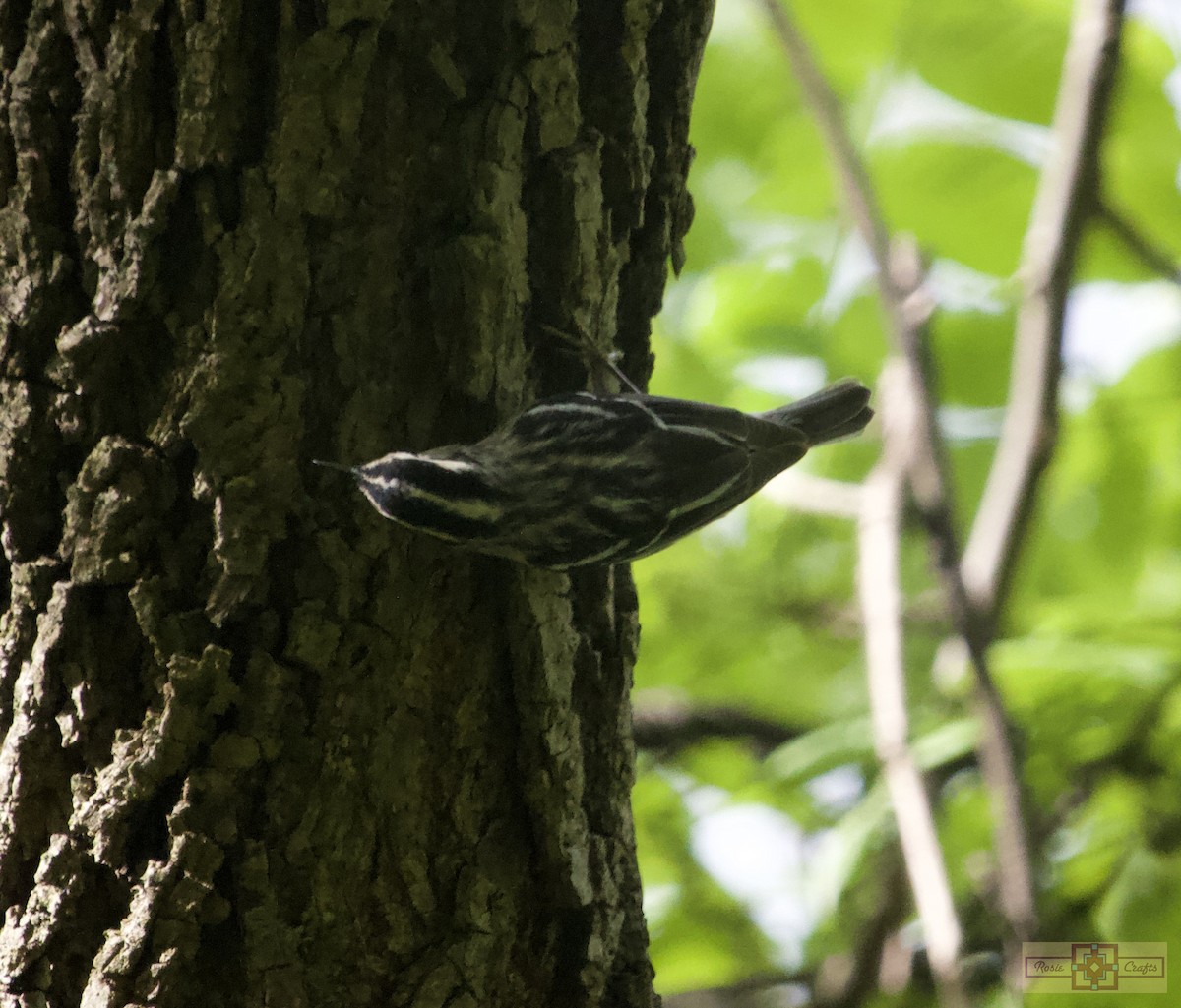 Black-and-white Warbler - ML619145582