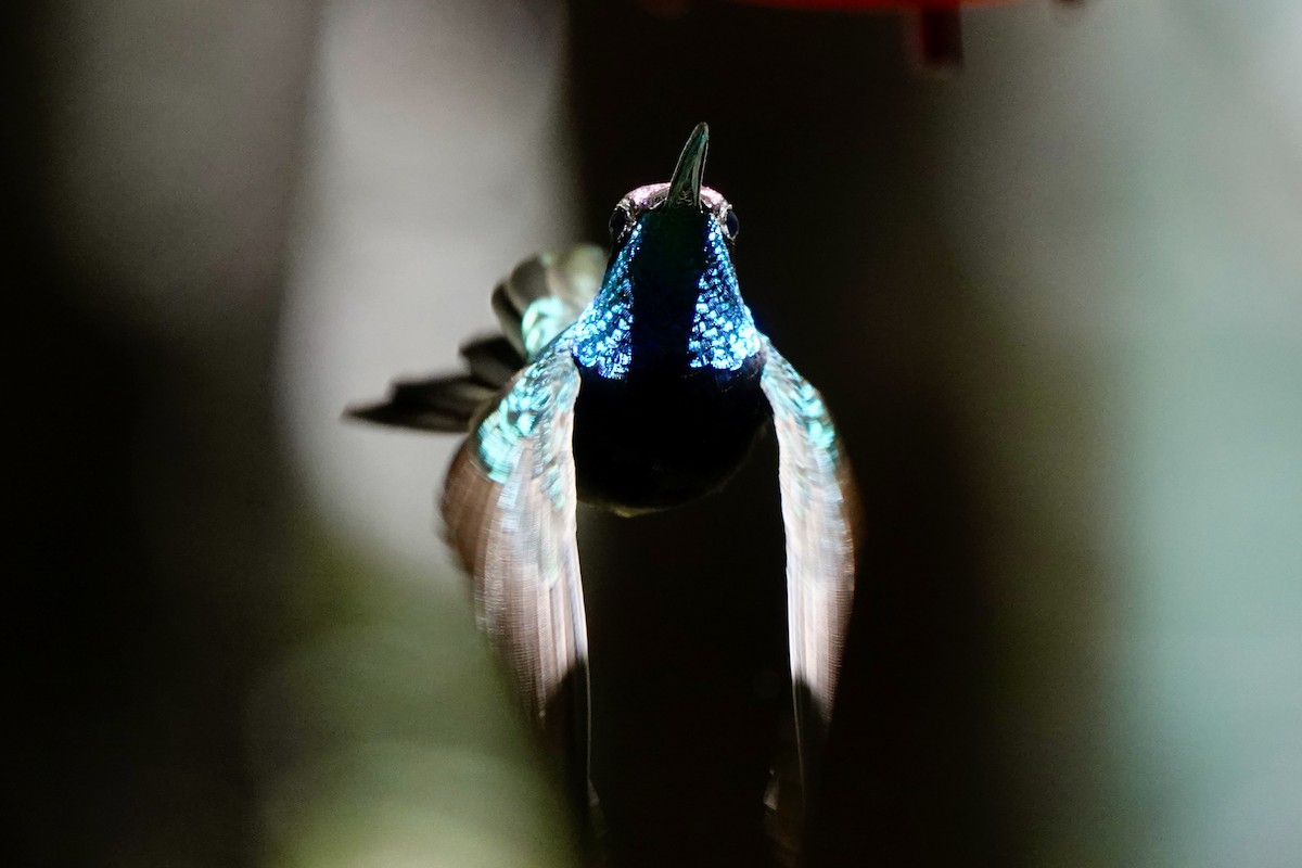 kolibřík skvostný - ML619145611