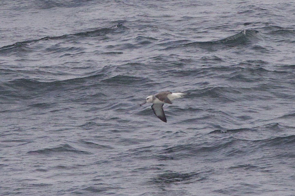 Albatros à cape blanche - ML619145628