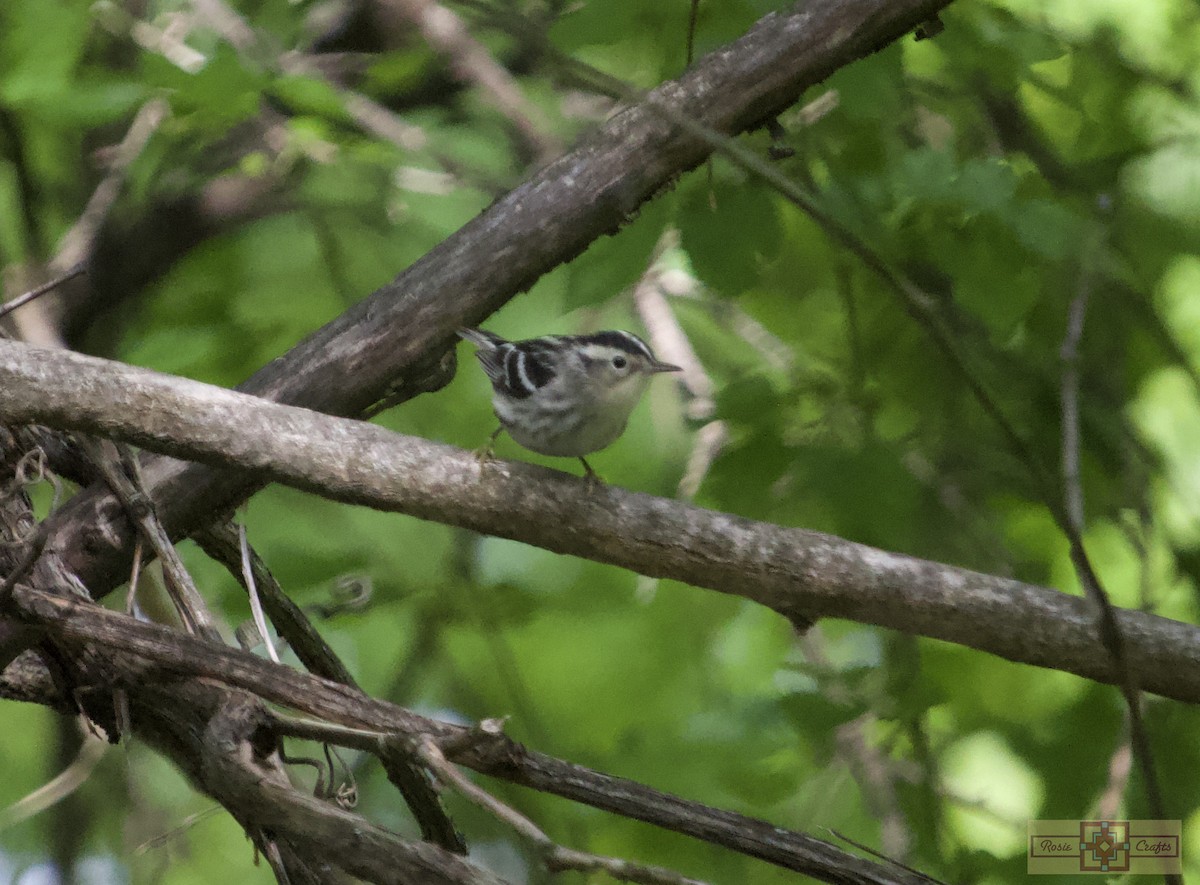 Black-and-white Warbler - ML619145632