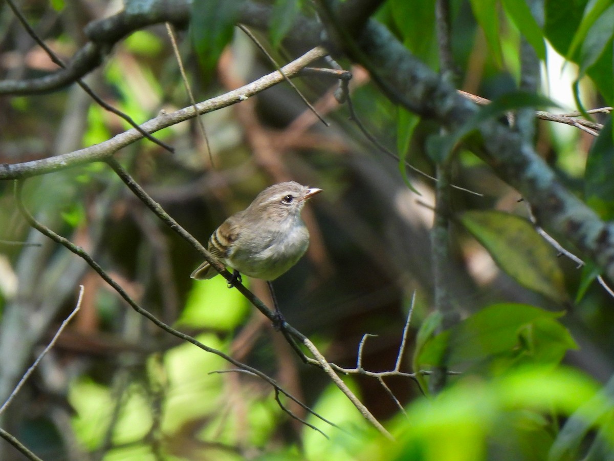 Northern Mouse-colored Tyrannulet - ML619145647