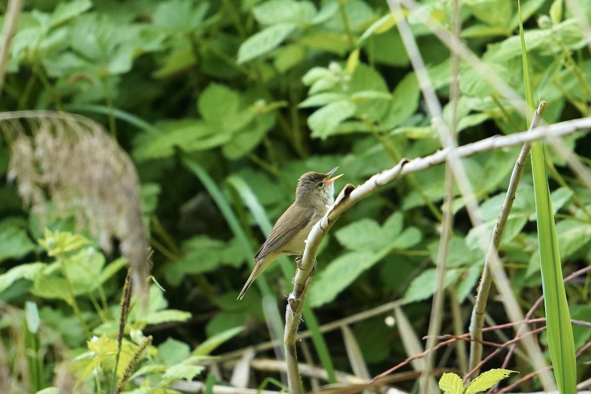 Common Reed Warbler - ML619145664