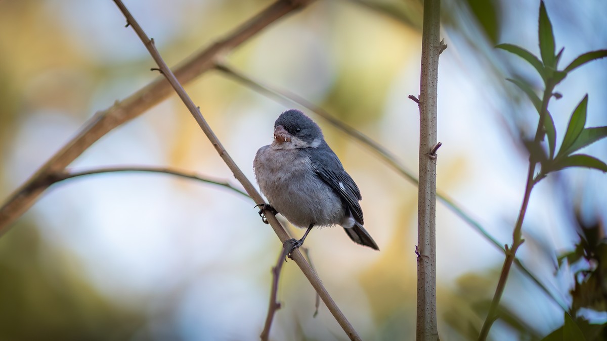 White-bellied Seedeater - ML619145691