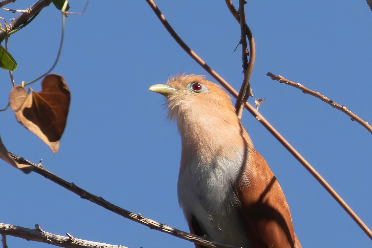 Squirrel Cuckoo (West Mexico) - ML619145702
