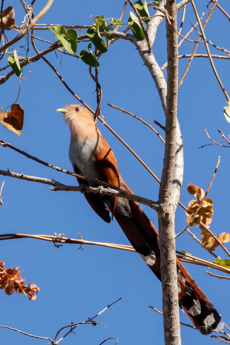 Squirrel Cuckoo (West Mexico) - ML619145703