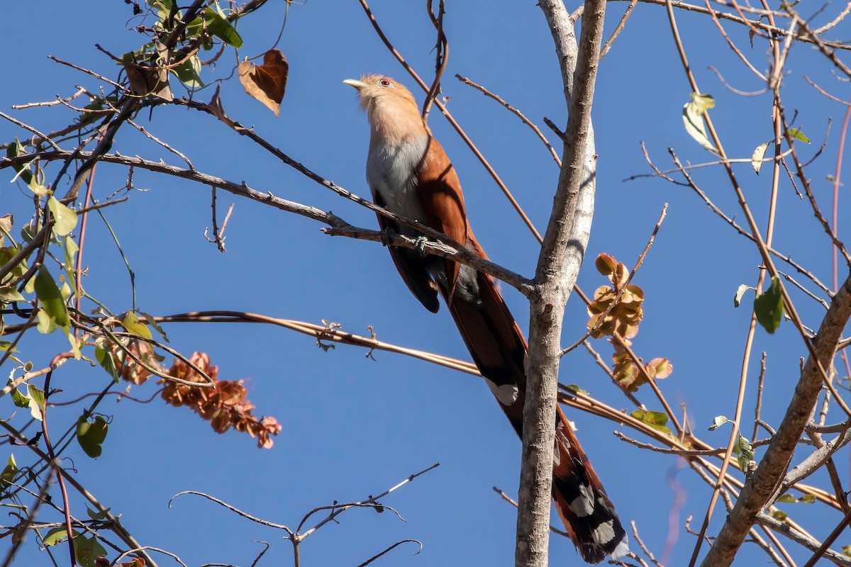 Squirrel Cuckoo (West Mexico) - ML619145704