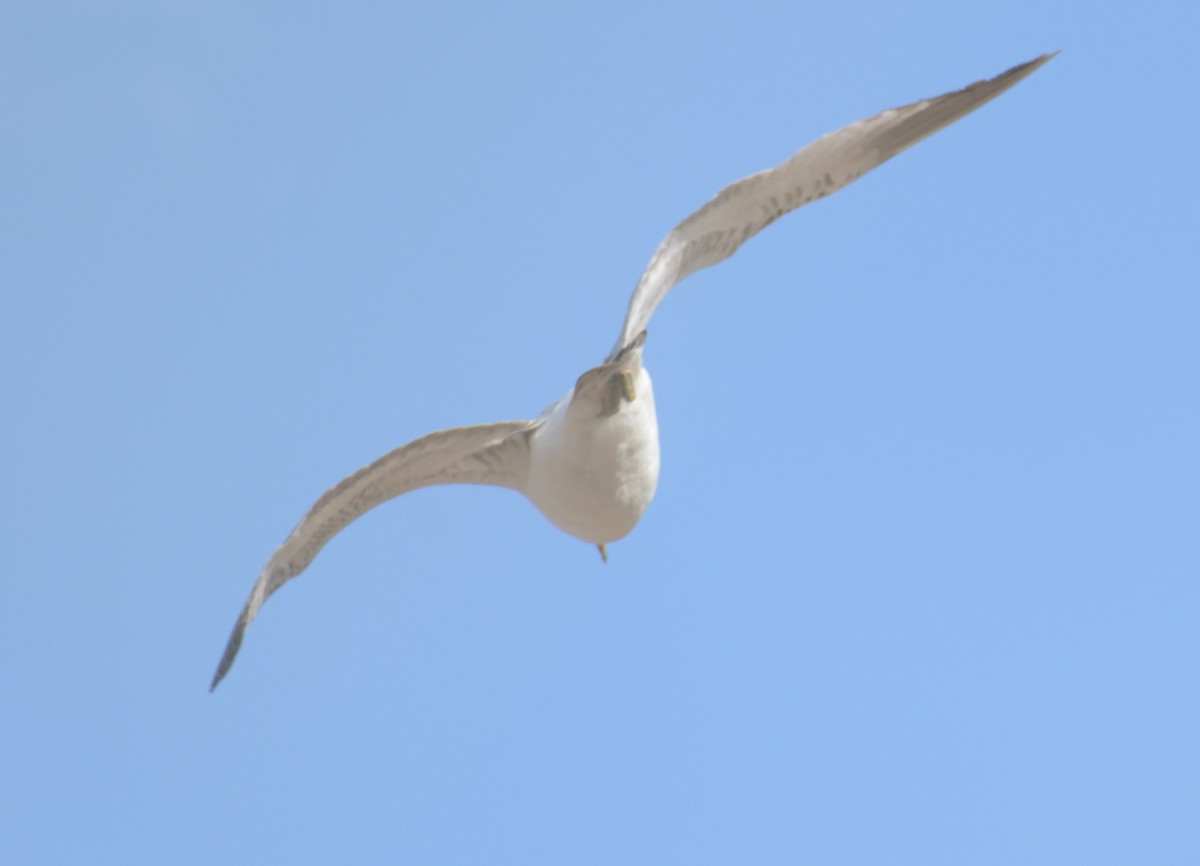 Делавэрская чайка - ML619145705