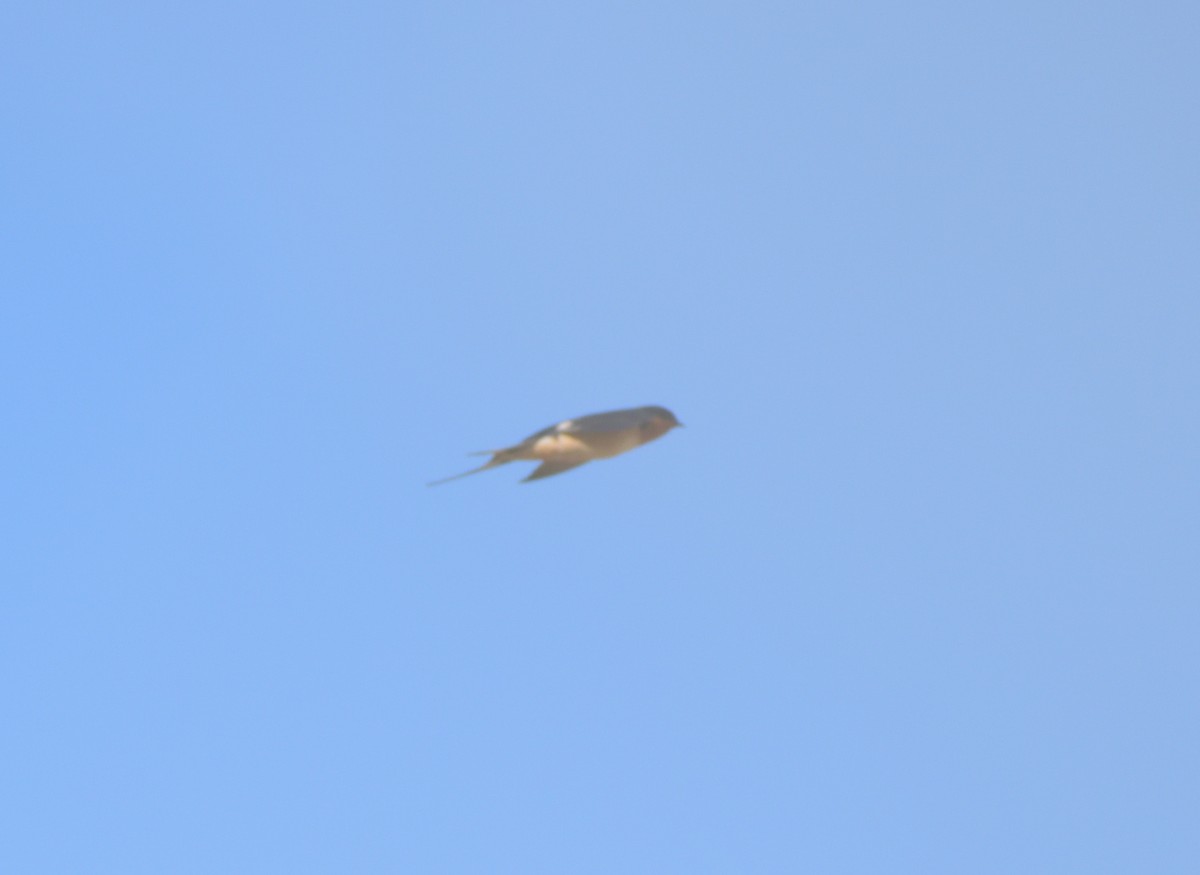 Barn Swallow (American) - ML619145712