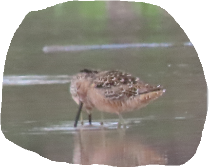 Long-billed Dowitcher - ML619145740