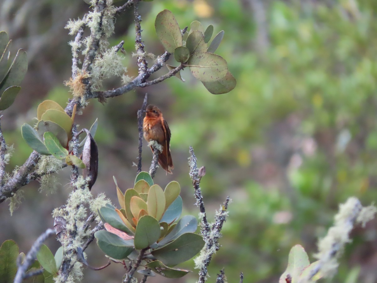kolibřík duhovohřbetý - ML619145803