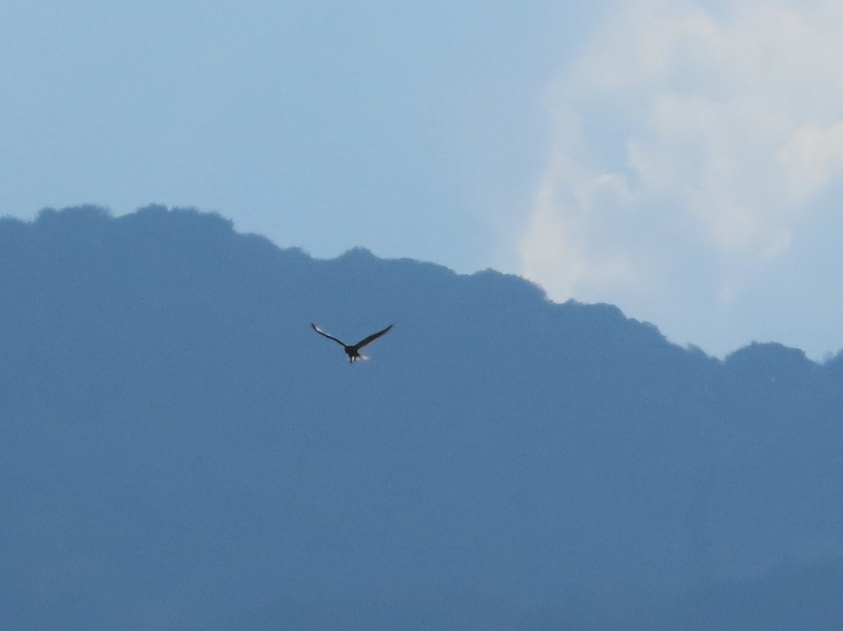 White-tailed Kite - ML619145817