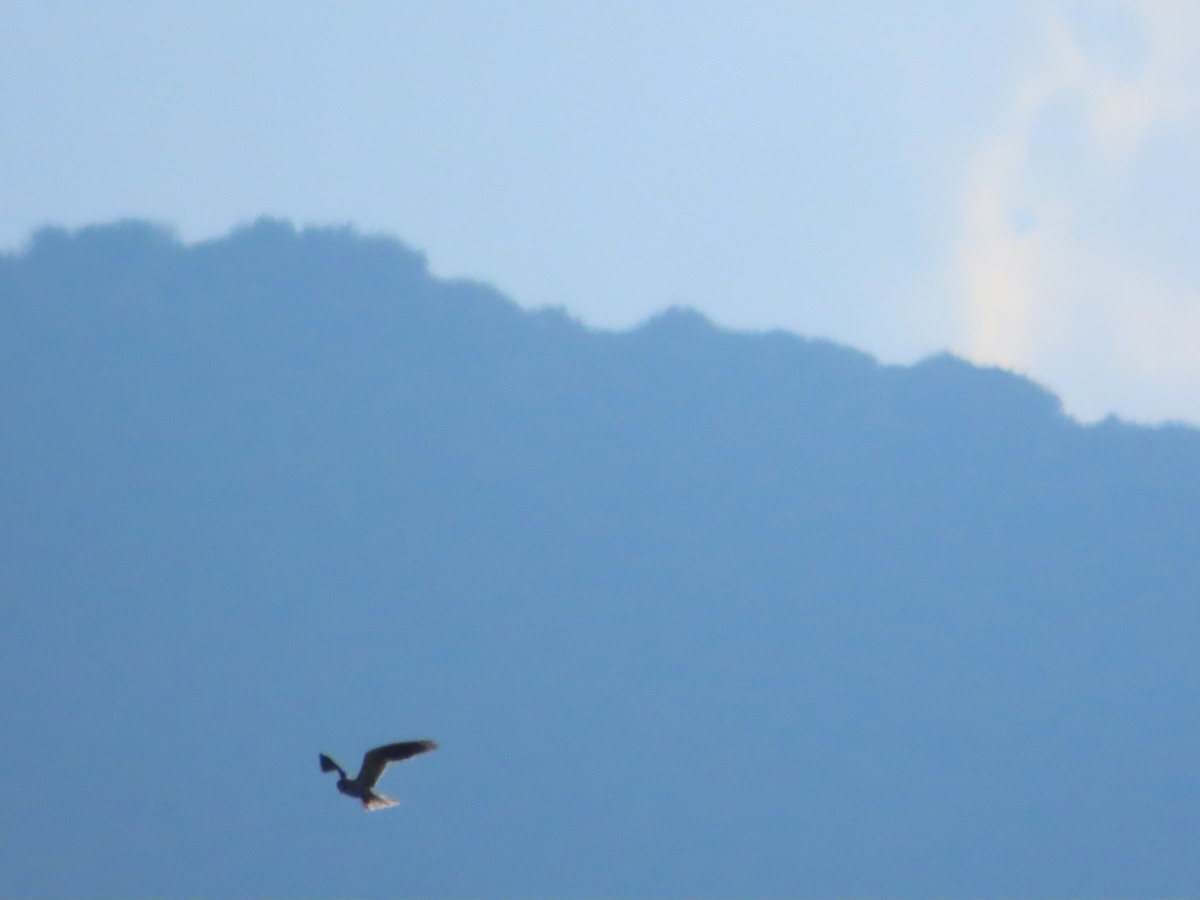 White-tailed Kite - ML619145822