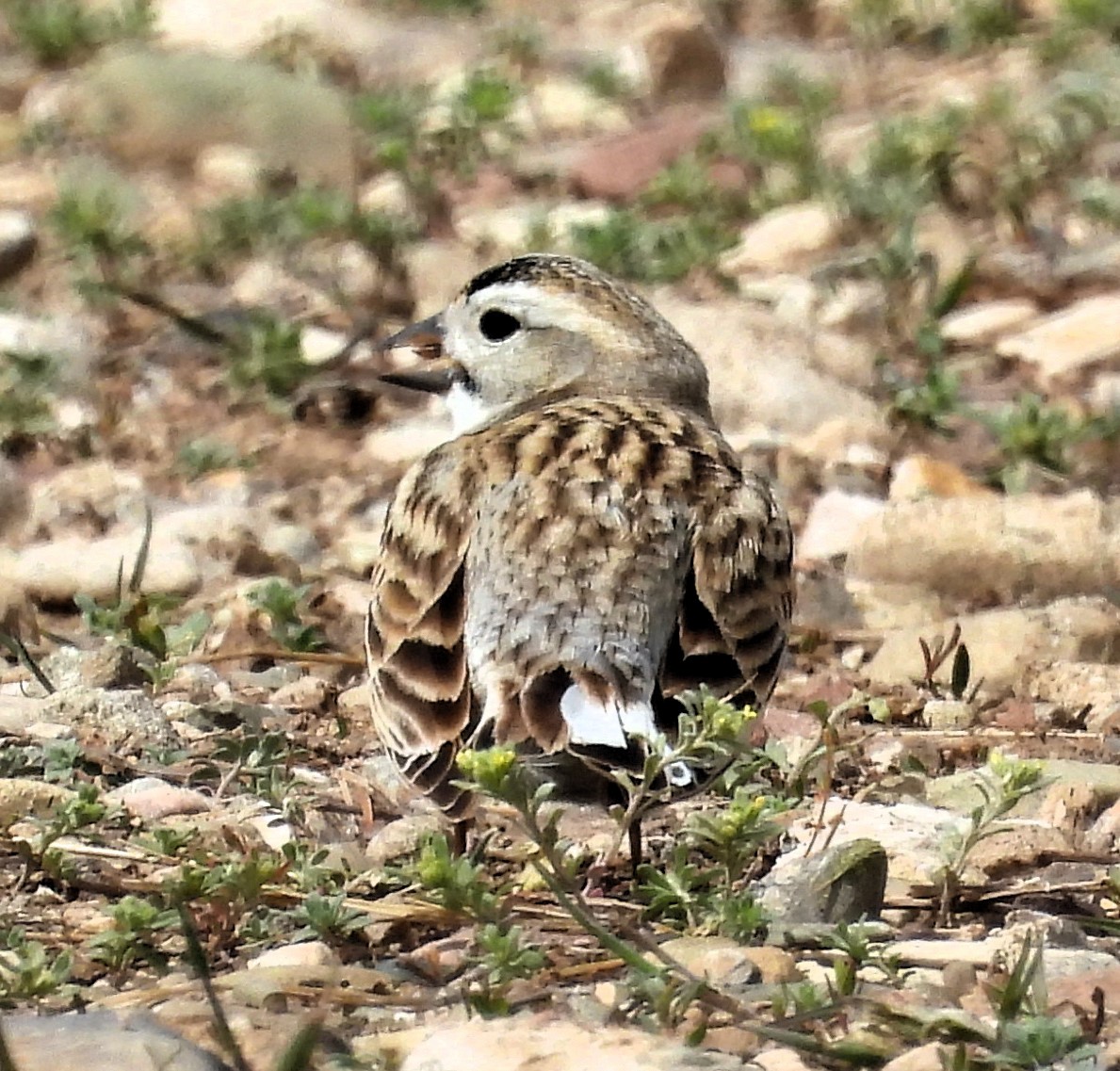 Thick-billed Longspur - ML619145830