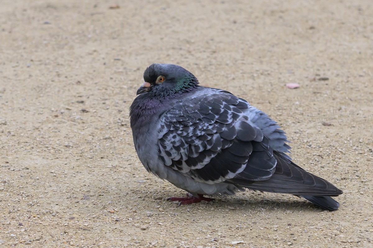Rock Pigeon (Feral Pigeon) - ML619145929