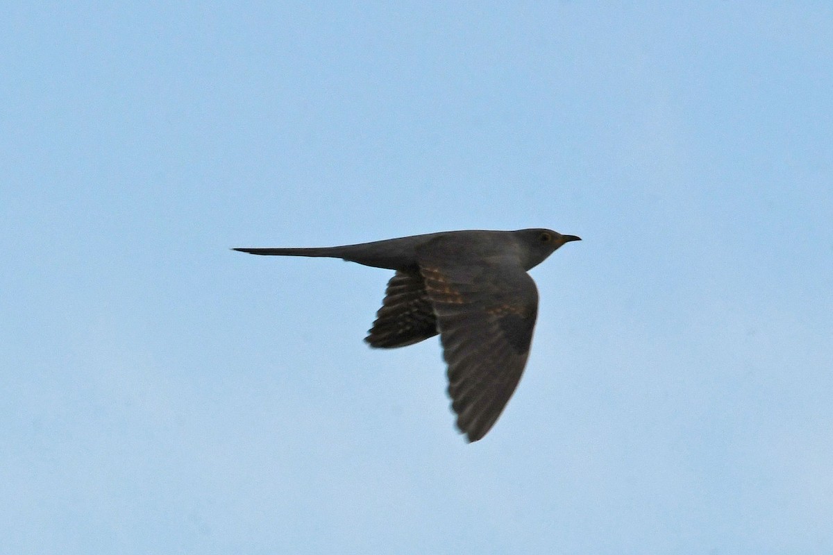 Common Cuckoo - ML619145940