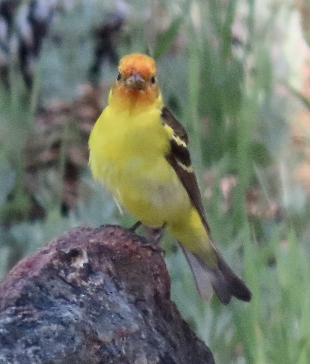 Western Tanager - ML619145976