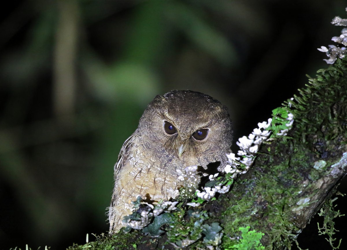 Rufescent Screech-Owl (Rufescent) - ML619145978