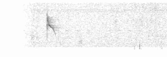 Weißbauch-Dickichtschlüpfer - ML619146004