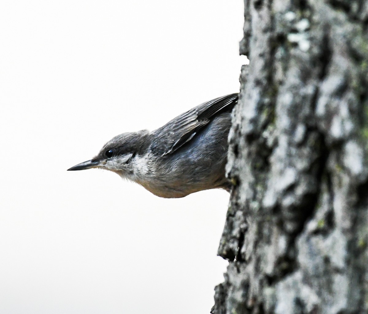 Brown-headed Nuthatch - ML619146043