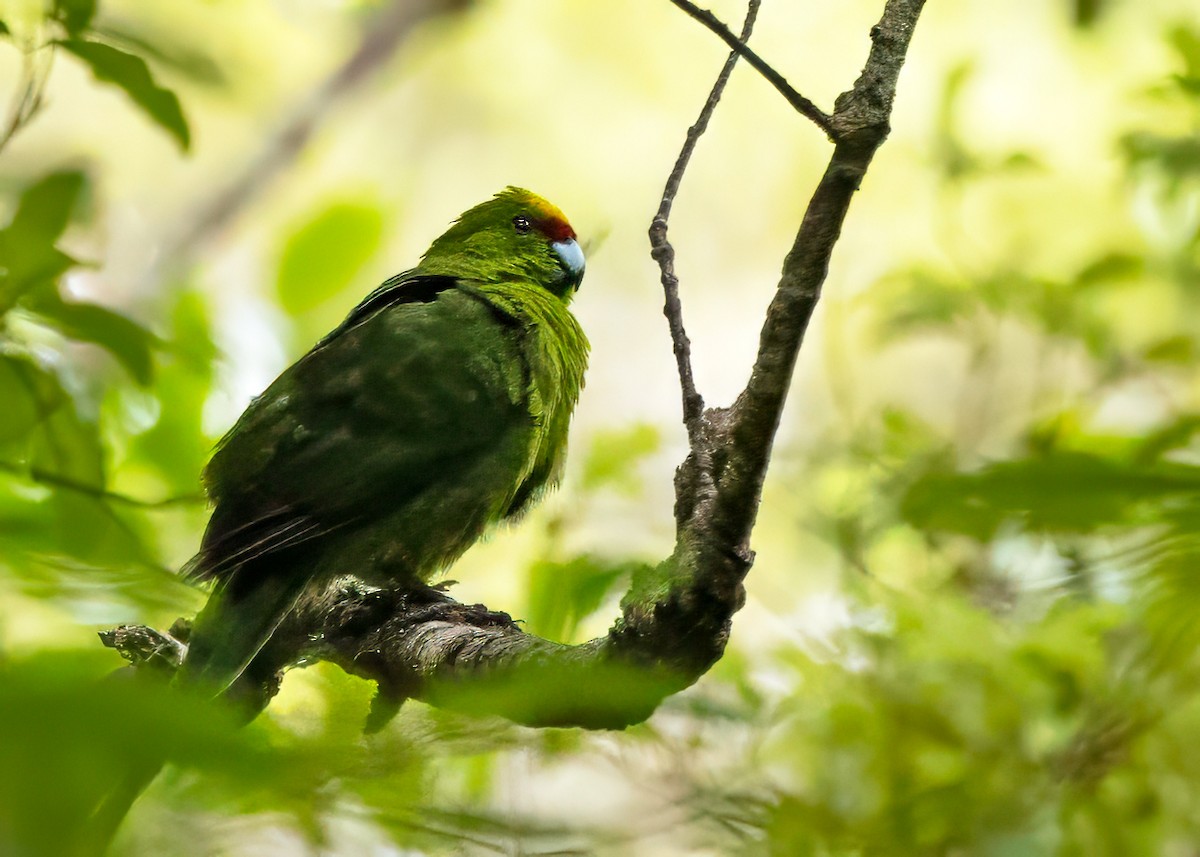 Yellow-crowned Parakeet - ML619146056
